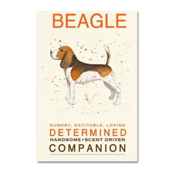 Michelle Campbell 'Beagle Print' Canvas Art, 12x19, Trademark Fine Art, Mfr#: ALI10848-C1219GG